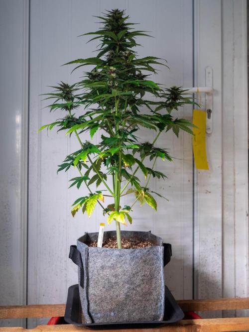 Cino's mixed auto garden. Week 7 - BPP : 2025/12/14