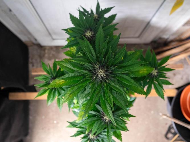 Cino's mixed auto garden. Week 7 - BPP : 2025/12/14