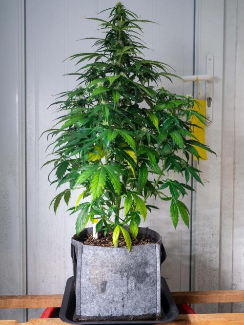 Cino's mixed auto garden. Week 7 - MD : 2025/12/14