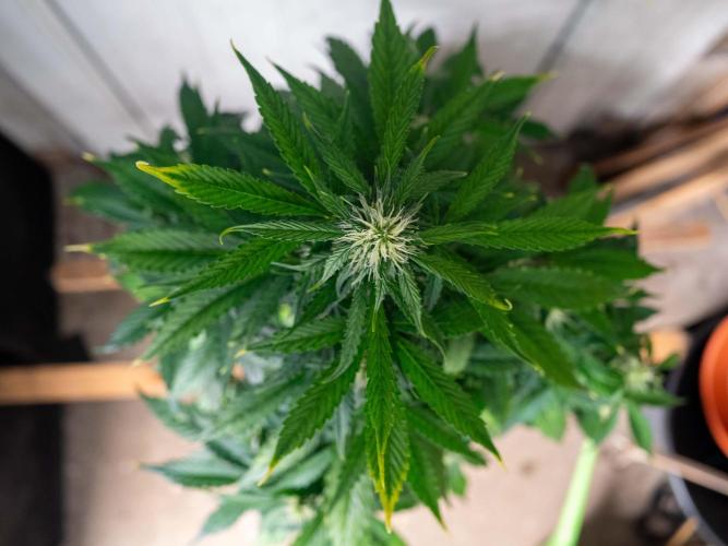 Cino's mixed auto garden. Week 7 - MD : 2025/12/14