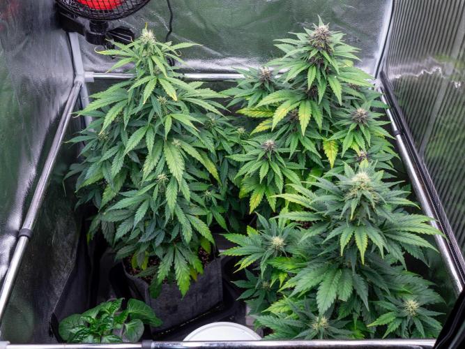 Cino's mixed auto garden. Week 7 - 2025/12/14
