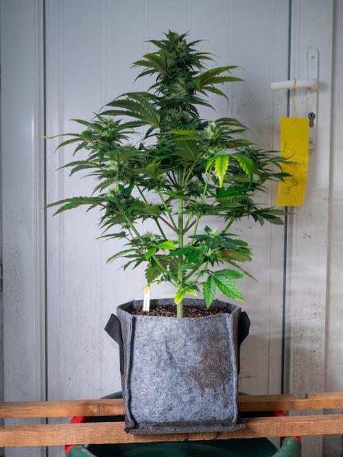 Cino's mixed auto garden. Week 7 - GZ : 2025/12/18