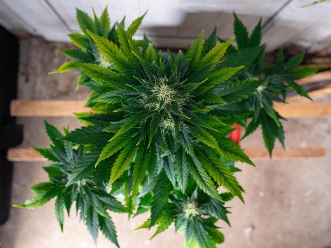 Cino's mixed auto garden. Week 7 - GZ : 2025/12/18