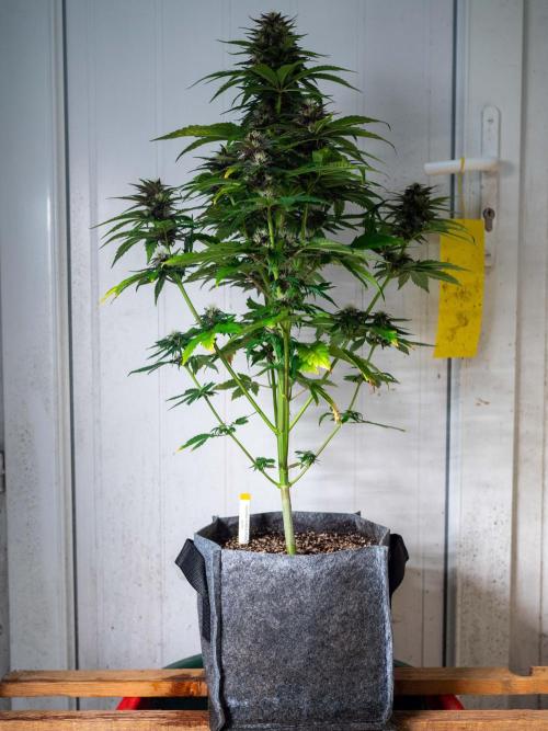 Cino's mixed auto garden. Week 7 - BPP : 2025/12/18