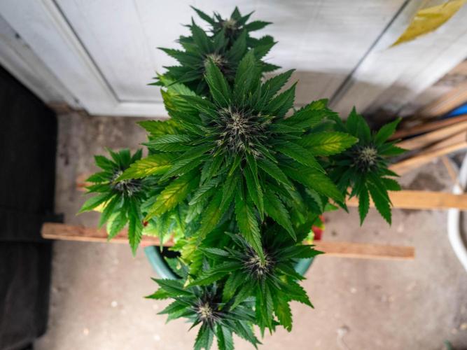 Cino's mixed auto garden. Week 7 - BPP : 2025/12/18