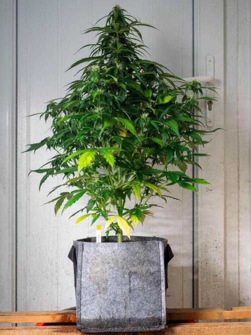 Cino's mixed auto garden. Week 7 - MD : 2025/12/18