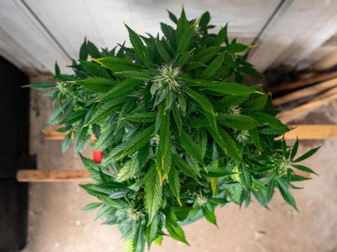 Cino's mixed auto garden. Week 7 - MD : 2025/12/18