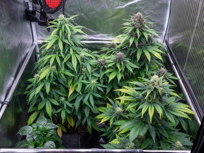 Cino's mixed auto garden. Week 7 - 2025/12/18