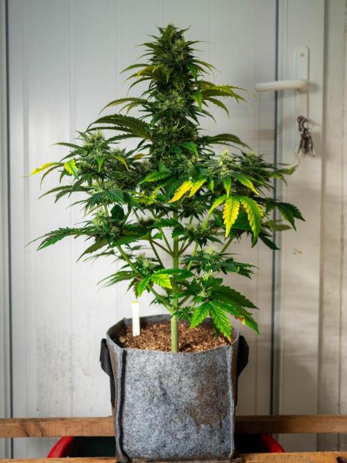 Cino's mixed auto garden. Week 8 - 2025/12/22: GZ