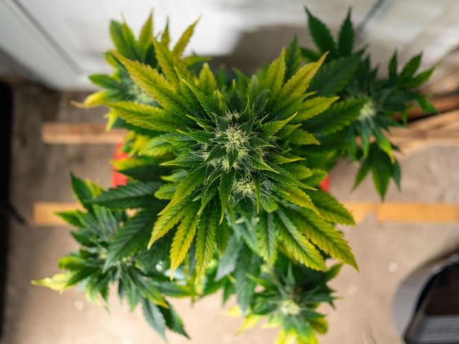 Cino's mixed auto garden. Week 8 - 2025/12/22: GZ