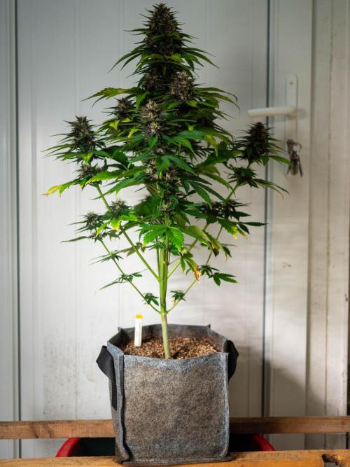 Cino's mixed auto garden. Week 8 - 2025/12/22: BPP