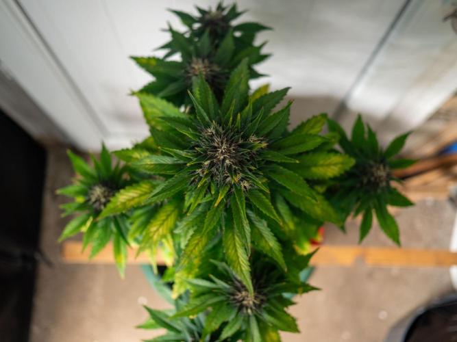 Cino's mixed auto garden. Week 8 - 2025/12/22: BPP