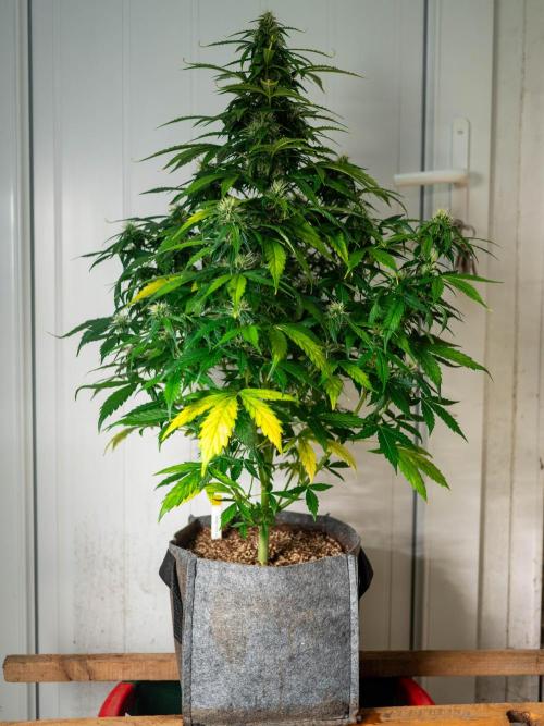 Cino's mixed auto garden. Week 8 - 2025/12/22: MD