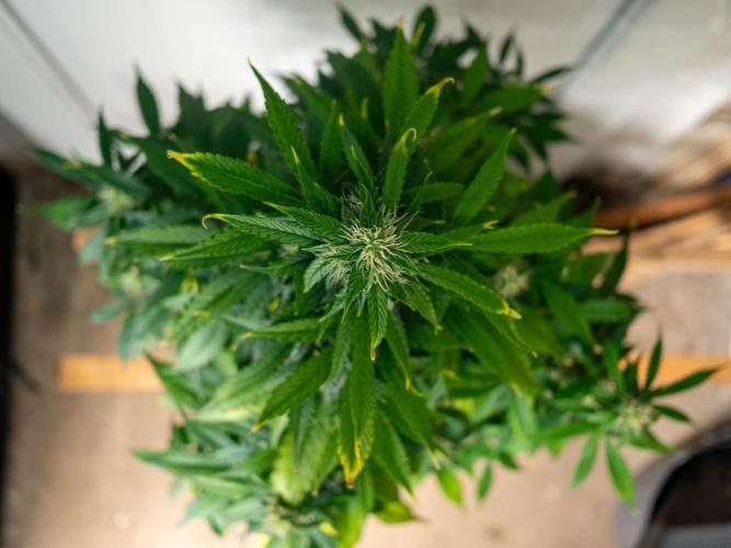 Cino's mixed auto garden. Week 8 - 2025/12/22: MD