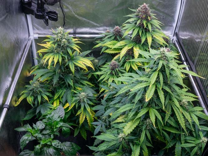 Cino's mixed auto garden. Week 8 - 2025/12/22