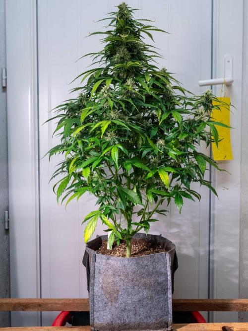 Cino's mixed auto garden. Week 8 - 2025/12/25