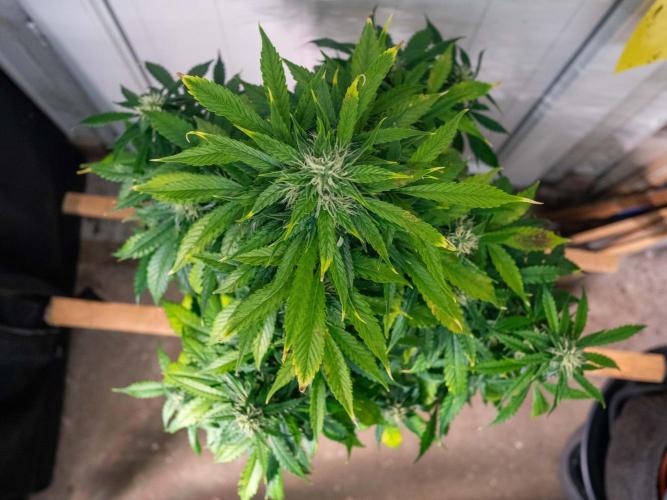 Cino's mixed auto garden. Week 8 - 2025/12/25