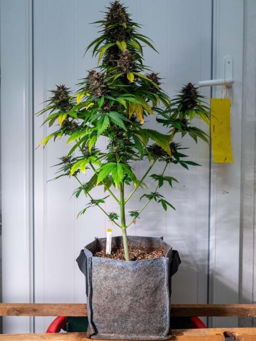 Cino's mixed auto garden. Week 8 - 2025/12/25