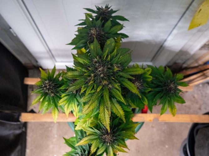 Cino's mixed auto garden. Week 8 - 2025/12/25