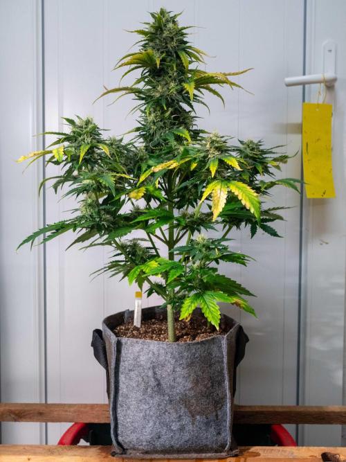 Cino's mixed auto garden. Week 8 - 2025/12/25