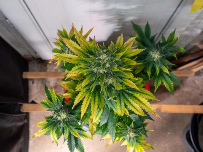 Cino's mixed auto garden. Week 8 - 2025/12/25