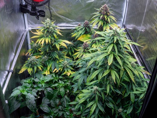 Cino's mixed auto garden. Week 8 - 2025/12/25