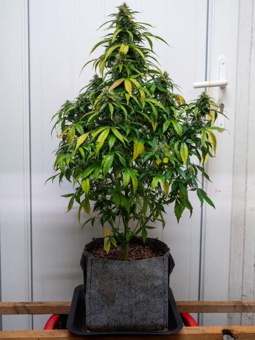 Cino's mixed auto garden. Week 9 - 2025/12/31: MD