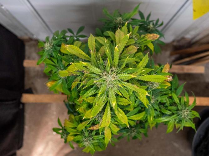 Cino's mixed auto garden. Week 9 - 2025/12/31: MD