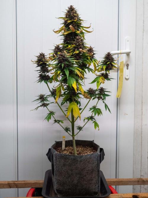 Cino's mixed auto garden. Week 9 - 2025/12/31: BPP