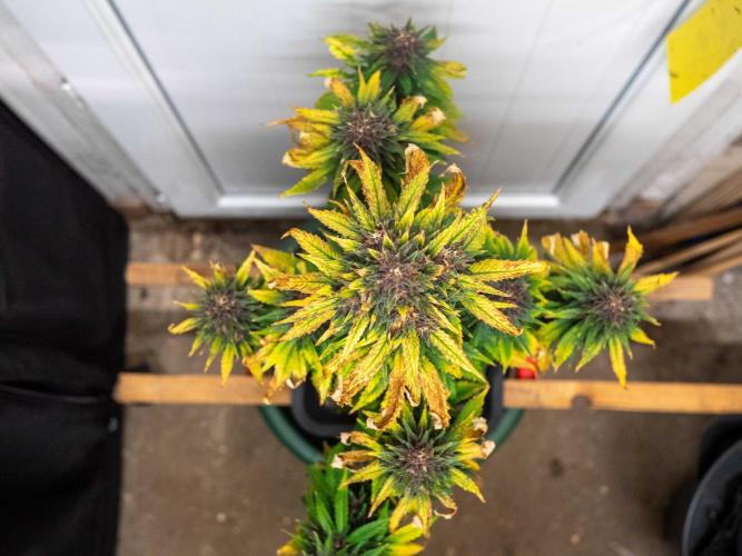 Cino's mixed auto garden. Week 9 - 2025/12/31: BPP