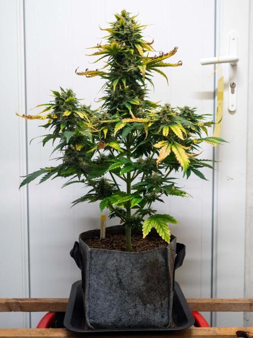 Cino's mixed auto garden. Week 9 - 2025/12/31: GZ