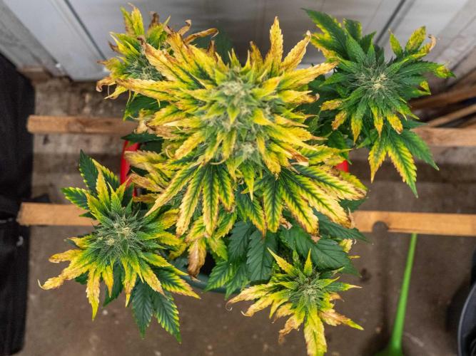 Cino's mixed auto garden. Week 9 - 2025/12/31: GZ