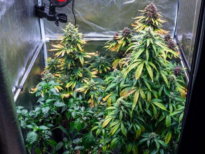 Cino's mixed auto garden. Week 9 - 2025/12/31