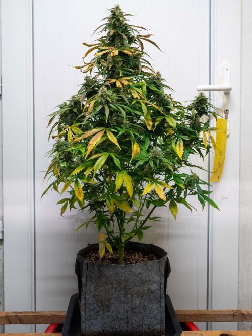 Cino's mixed auto garden. Week 9 - 2026/01/03: MD