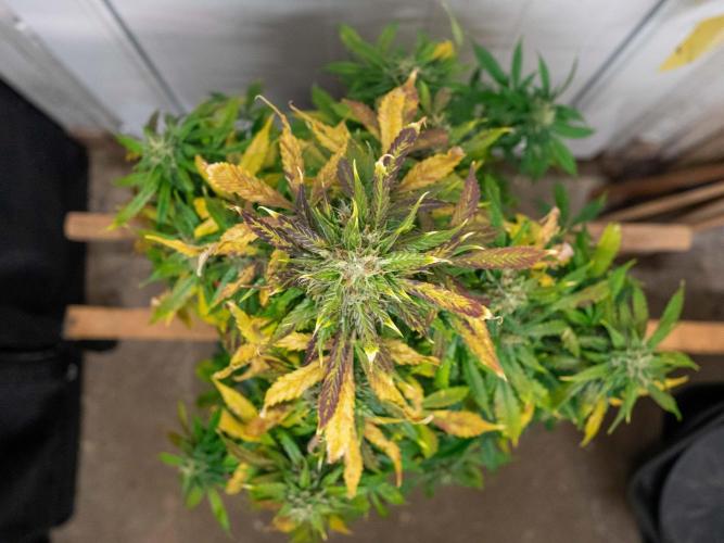 Cino's mixed auto garden. Week 9 - 2026/01/03: MD