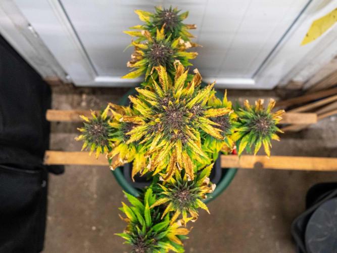 Cino's mixed auto garden. Week 9 - 2026/01/03: BPP