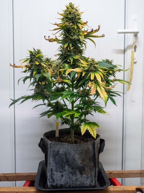 Cino's mixed auto garden. Week 9 - 2026/01/03: GZ