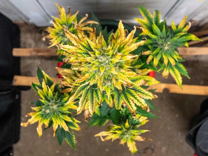 Cino's mixed auto garden. Week 9 - 2026/01/03: GZ