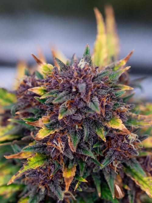 Cino's mixed auto garden. Week 9 - BPP