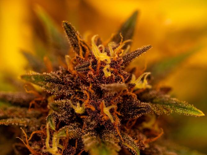 Cino's mixed auto garden. Week 9 - BPP