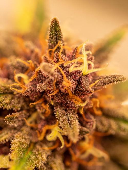 Cino's mixed auto garden. Week 9 - BPP