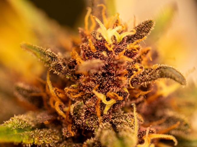 Cino's mixed auto garden. Week 9 - BPP