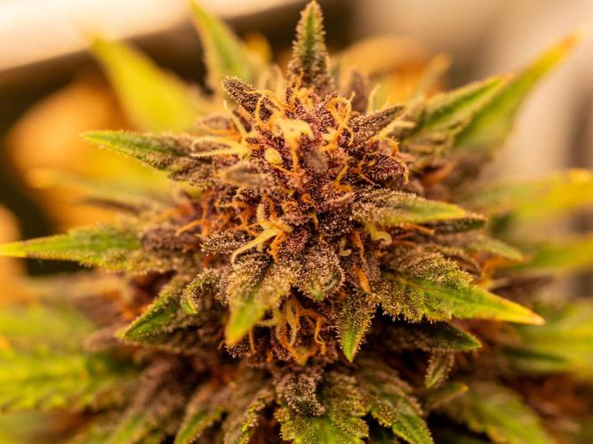 Cino's mixed auto garden. Week 9 - BPP