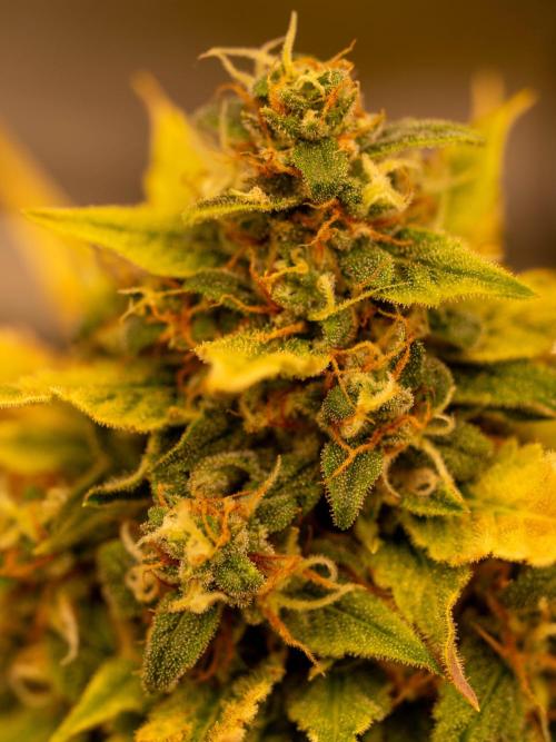 Cino's mixed auto garden. Week 9 - GZ