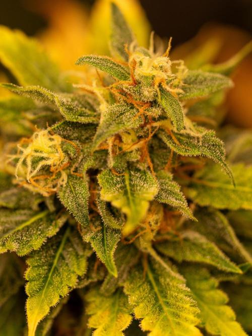 Cino's mixed auto garden. Week 9 - GZ