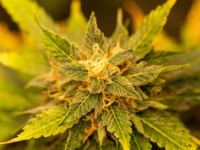 Cino's mixed auto garden. Week 9 - GZ