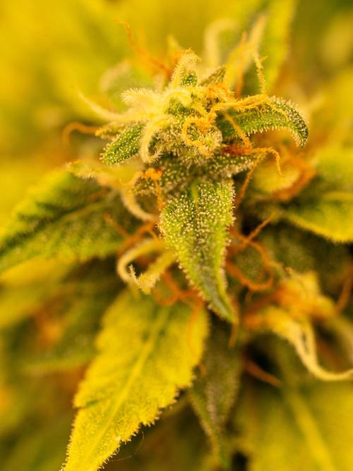 Cino's mixed auto garden. Week 9 - GZ