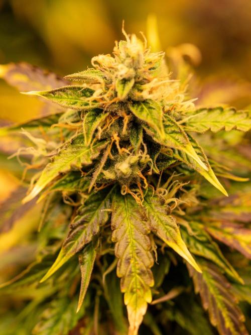 Cino's mixed auto garden. Week 9 - MD