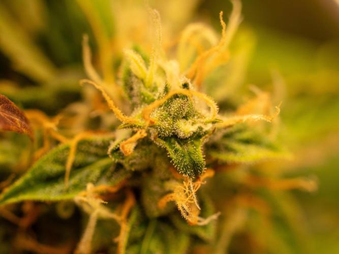 Cino's mixed auto garden. Week 9 - MD