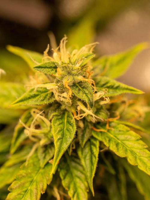 Cino's mixed auto garden. Week 9 - MD